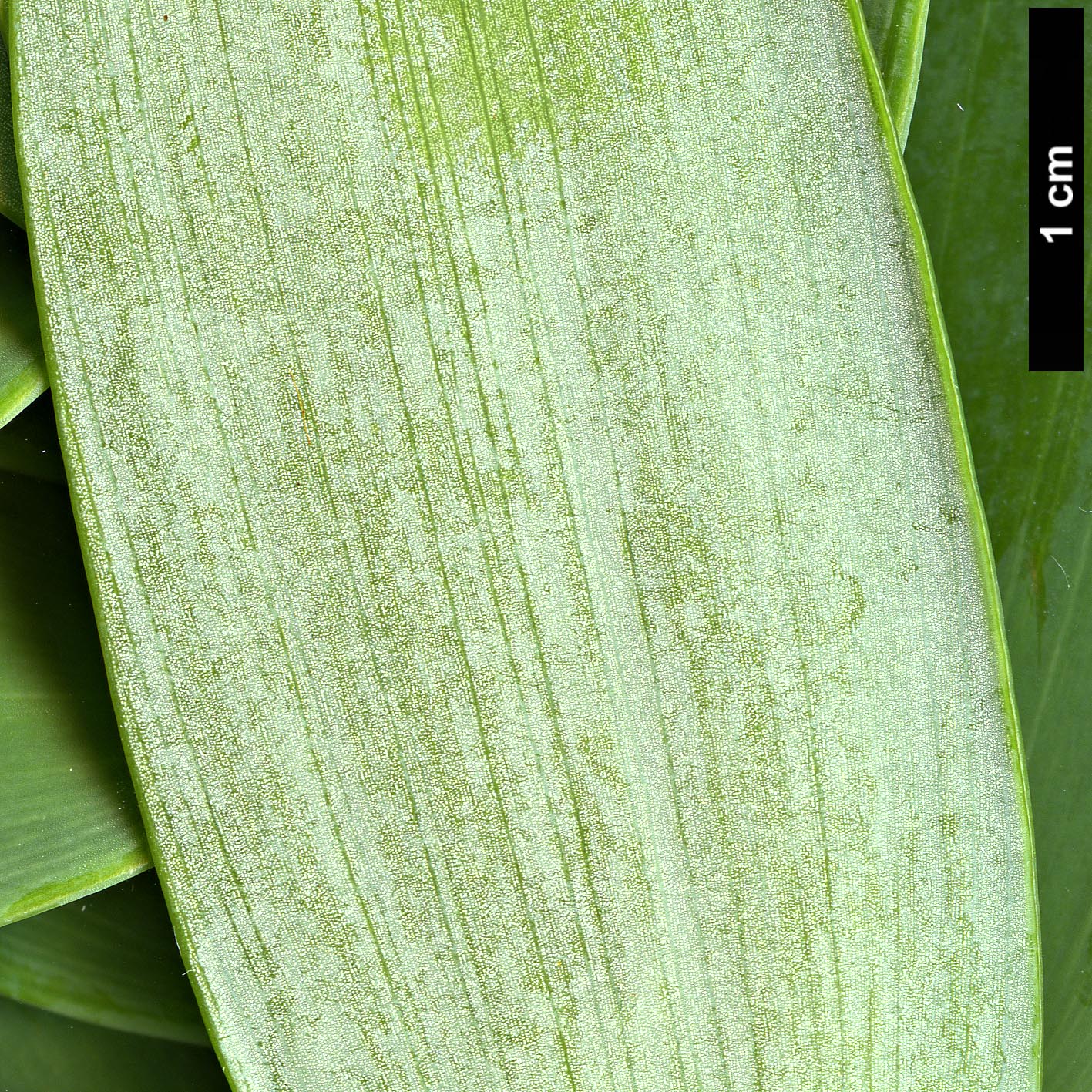 High resolution image: Family: Araucariaceae - Genus: Agathis - Taxon: ovata